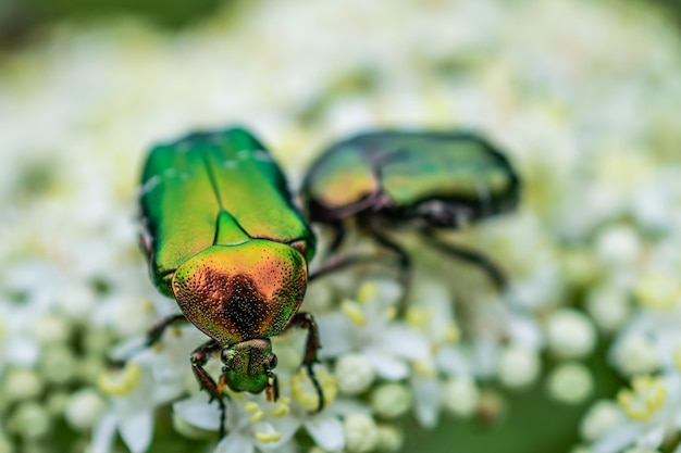 写真 花の上の甲虫のクローズアップ