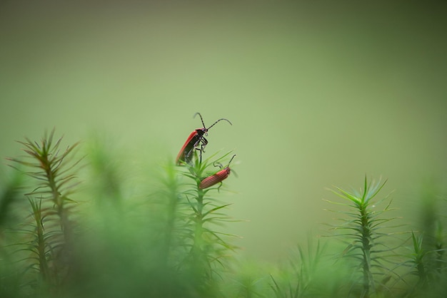 写真 植物上の甲虫のクローズアップ