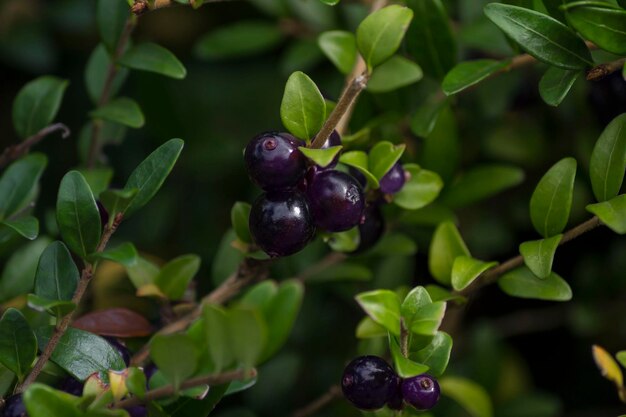 写真 植物で育つベリーのクローズアップ