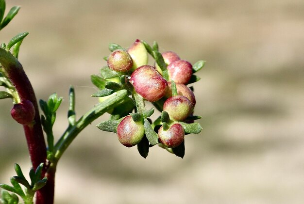 写真 植物で育つベリーのクローズアップ