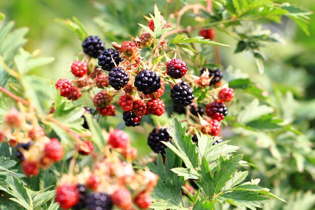 写真 植物で育つベリーのクローズアップ