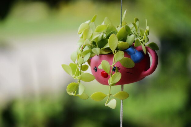 写真 植物で育つベリーのクローズアップ