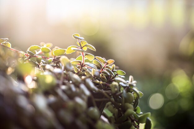 写真 植物で育つベリーのクローズアップ