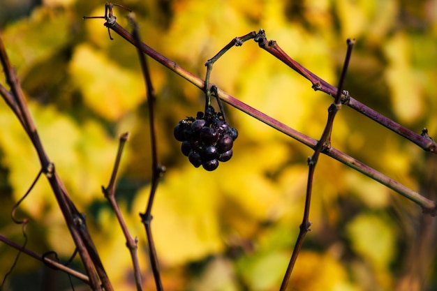 写真 植物で育つベリーのクローズアップ