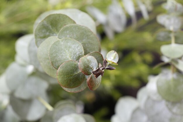 写真 植物で育つベリーのクローズアップ