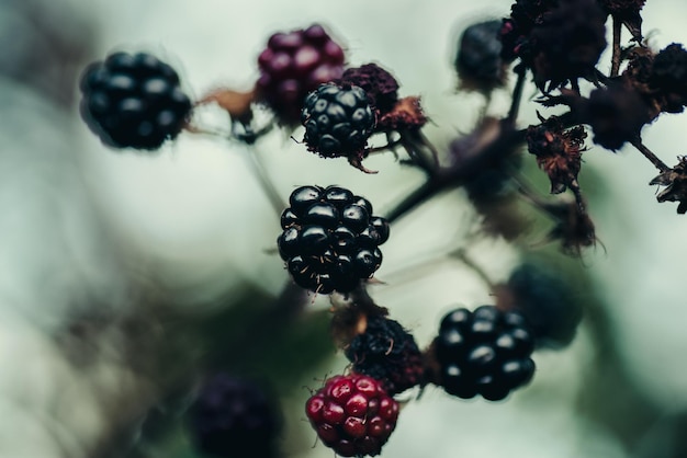 写真 植物で育つベリーのクローズアップ