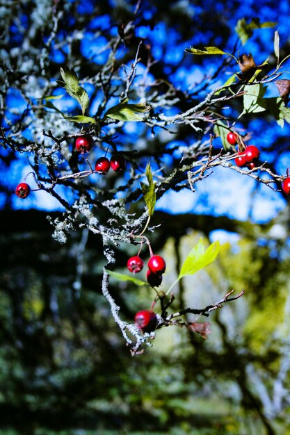 写真 木の上で育つベリーのクローズアップ