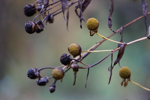 写真 植物上のベリーのクローズアップ