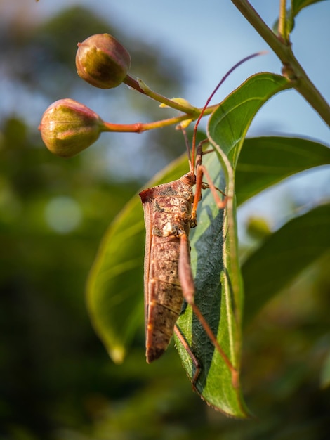 写真 植物上のベリーのクローズアップ