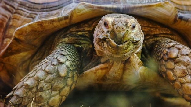 Крупный план большой ползающей черепахи с твердой оболочкой в зоопарке тропических рептилий
