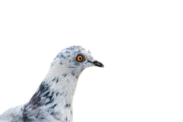 写真 白い背景の鳥のクローズアップ