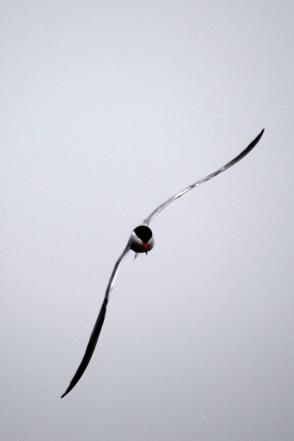 写真 白い背景の鳥のクローズアップ