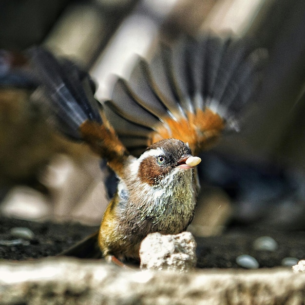 写真 食べ物を口に持っている鳥のクローズアップ