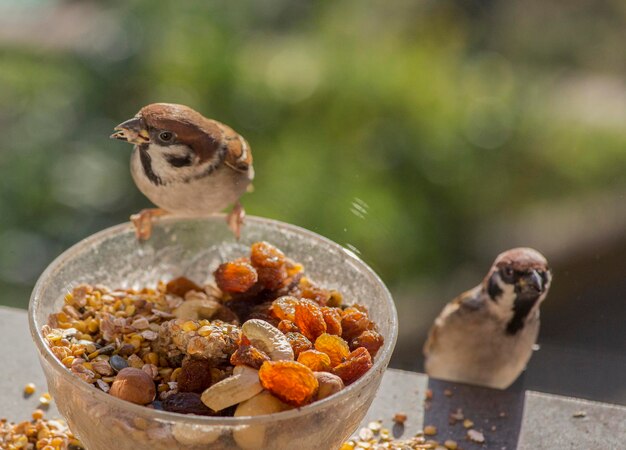 Фото Близкий план птицы, едящей пищу