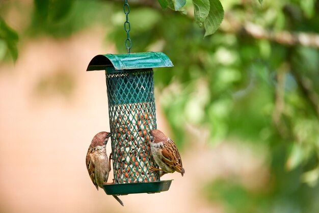 写真 鳥のをクローズアップする