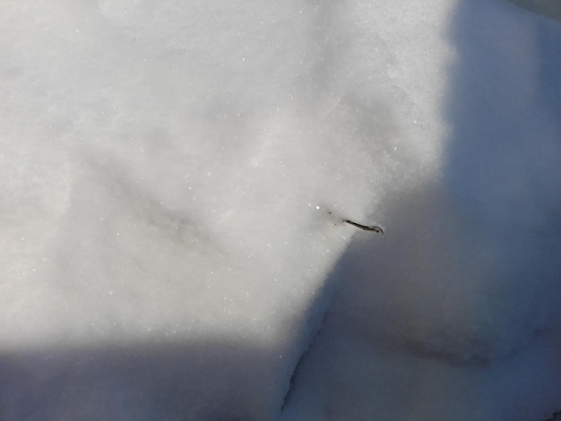 写真 冬の空に向かって飛ぶ鳥のクローズアップ