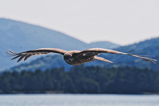 Фото Клоуз-ап птицы, летящей в небо