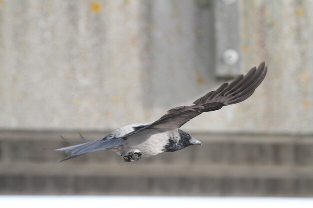 写真 外で飛ぶ鳥のクローズアップ