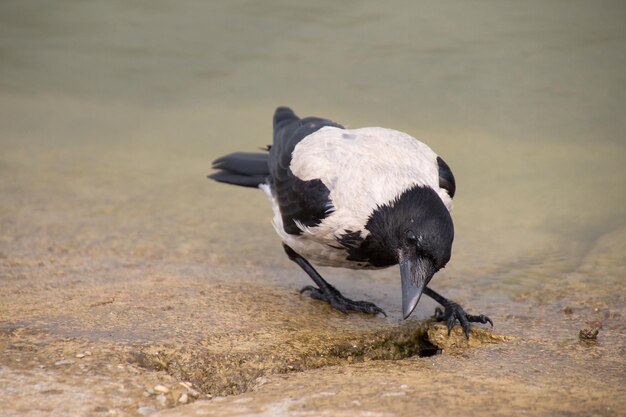 写真 ビーチを飛ぶ鳥のクローズアップ