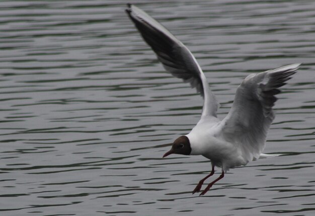 写真 湖の上を飛ぶ鳥のクローズアップ