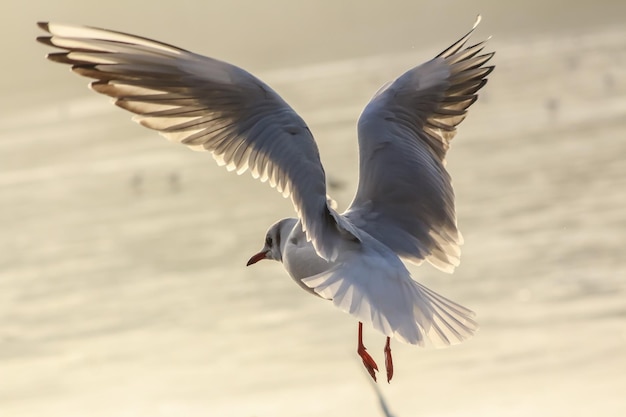 写真 水面を飛ぶ鳥のクローズアップ