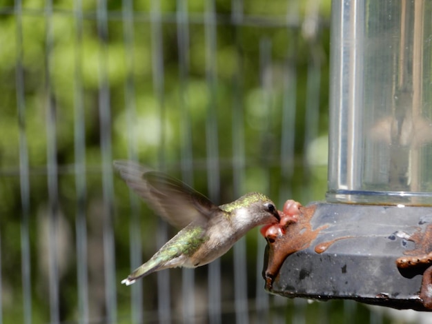 写真 水面を飛ぶ鳥のクローズアップ