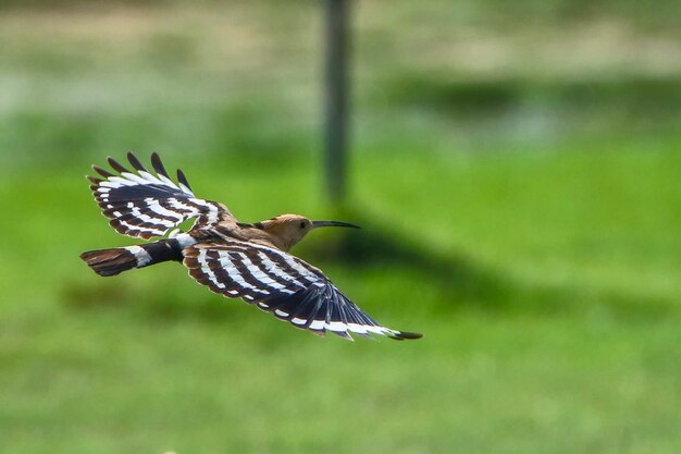 写真 鳥の飛行のクローズアップ