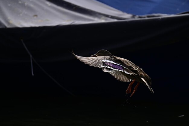 写真 鳥の飛行のクローズアップ