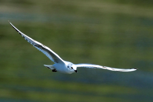 写真 鳥の飛行のクローズアップ