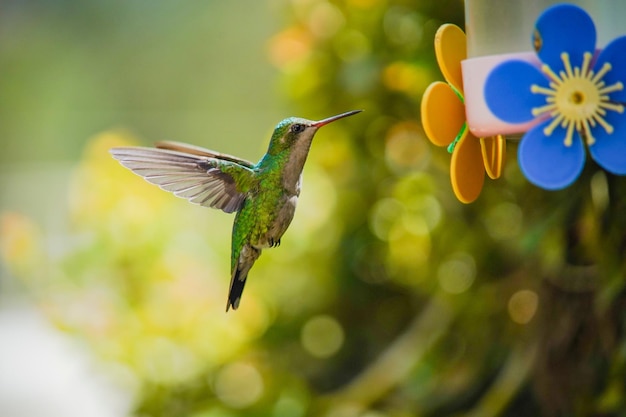 写真 鳥の飛行のクローズアップ