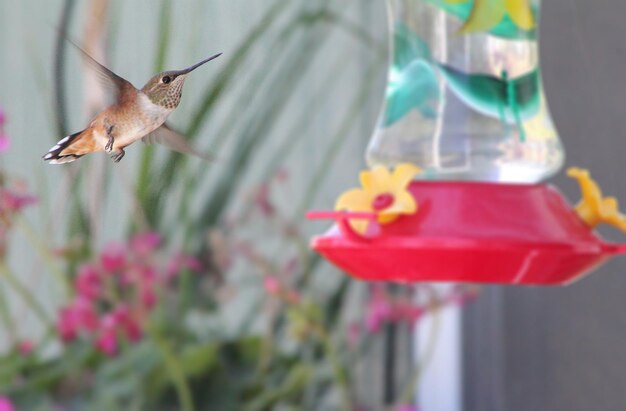 写真 鳥の飛行のクローズアップ