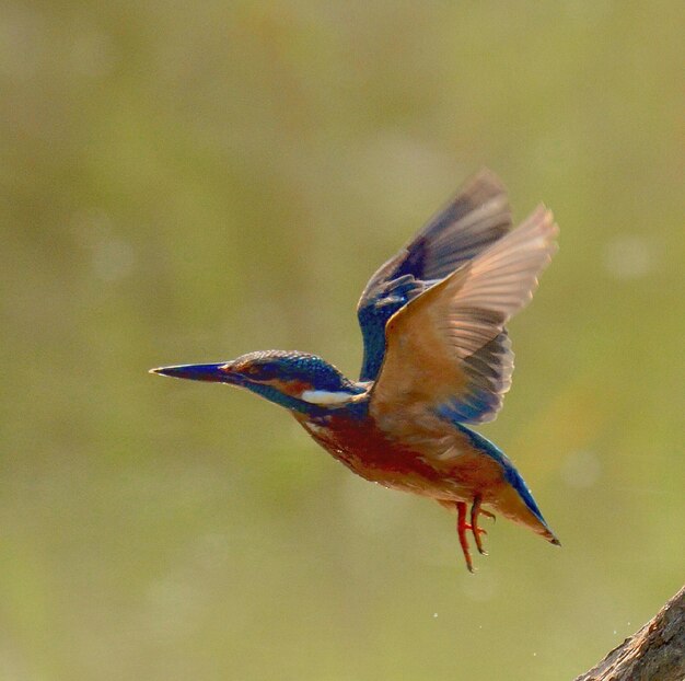 写真 鳥の飛行のクローズアップ