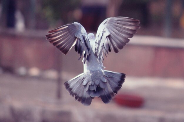 写真 鳥の飛行のクローズアップ