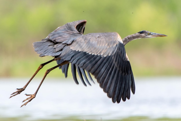 写真 鳥の飛行のクローズアップ