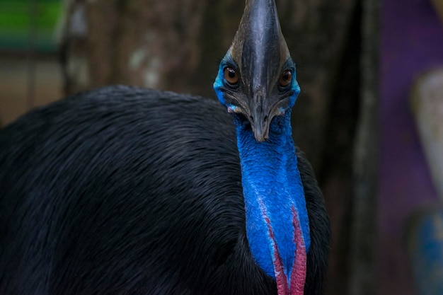 写真 に閉じ込められた鳥のクローズアップ