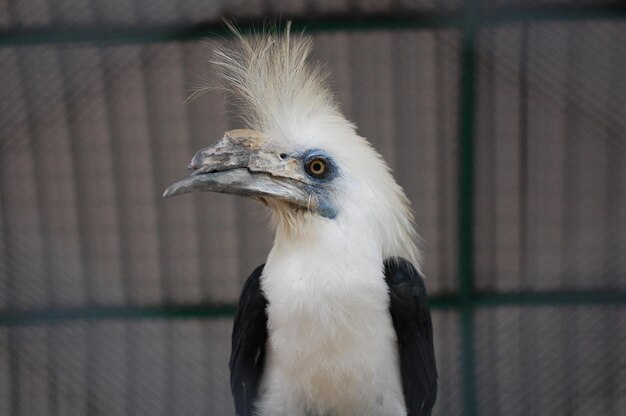 写真 に閉じ込められた鳥のクローズアップ