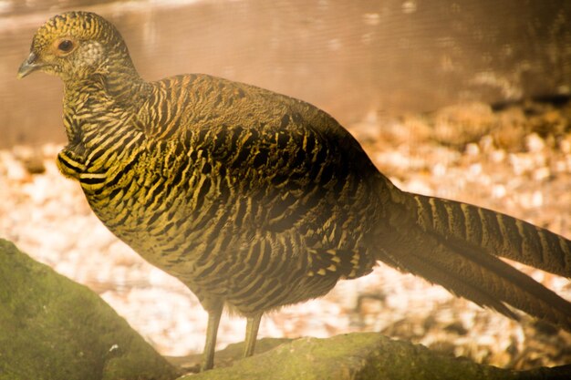 写真 湖の中の鳥のクローズアップ