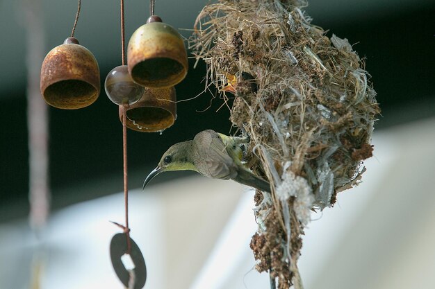 写真 巣の中の鳥のクローズアップ