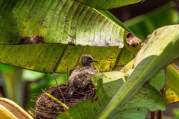 写真 巣の中の鳥のクローズアップ