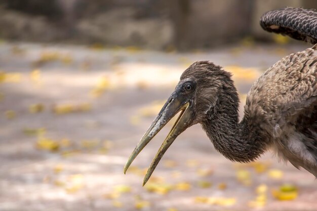 写真 海中の鳥のクローズアップ