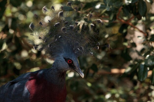 写真 野生の鳥のクローズアップ