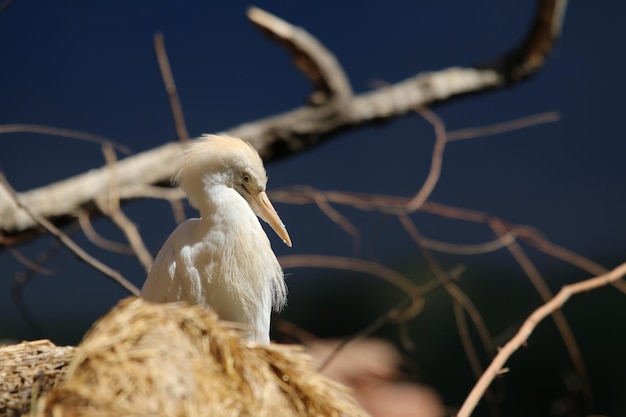 写真 木の中の鳥のクローズアップ