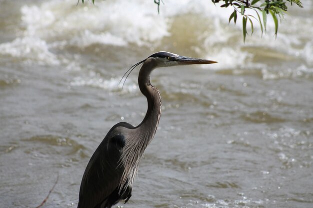 写真 水中の鳥のクローズアップ