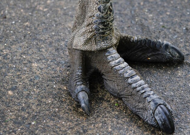 写真 鳥の足のクローズアップ