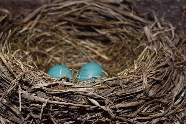 写真 鳥の巣のクローズアップ