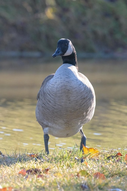 写真 浜辺の鳥のクローズアップ