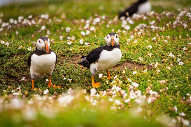 写真 フィールド上の鳥のクローズアップ