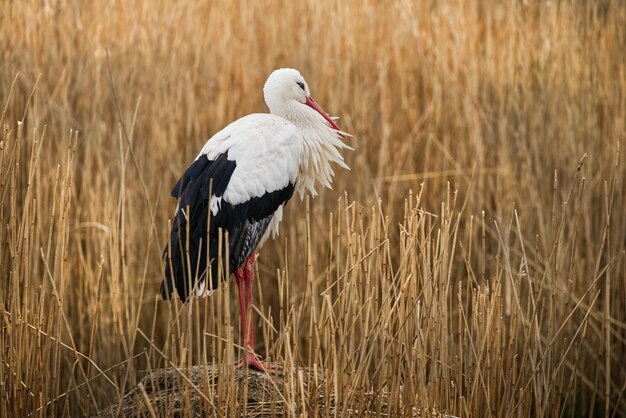 写真 フィールド上の鳥のクローズアップ