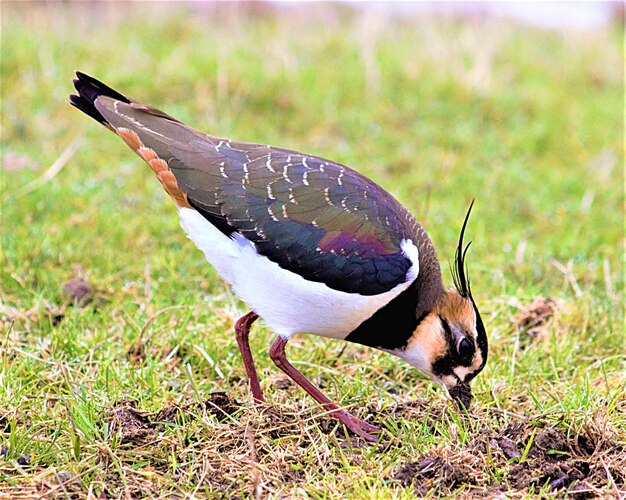 写真 フィールド上の鳥のクローズアップ