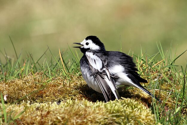 写真 フィールド上の鳥のクローズアップ